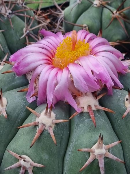 Echinocactus horizonthalonius cv. Sirotoge Suiheimaru